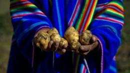 NASA đang tiến hành nghiên cứu tìm ra loại khoai tây có thể đưa lên sao Hỏa.