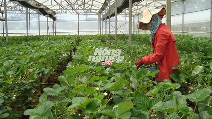 Thu hoạch dâu tây Pháp trong vườn Biofresh.