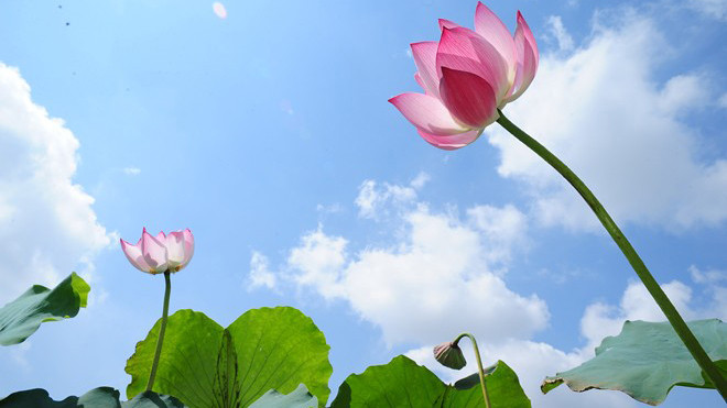 Hà Nội rực rỡ mùa hoa sen