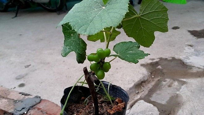 Cây nho Pháp mới giâm cành đã cho quả. Ảnh: Phan Nguyễn