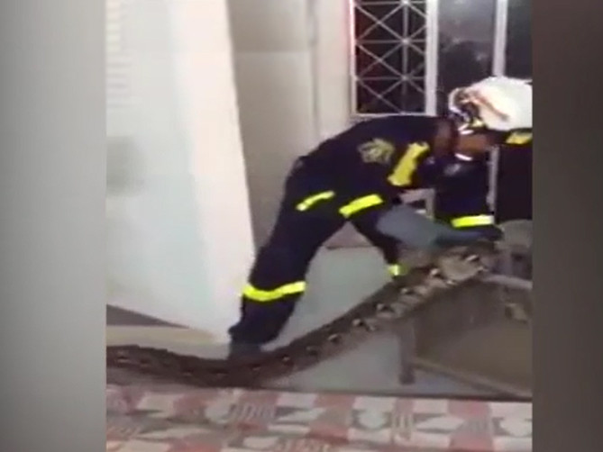 Kinh hãi phát hiện trăn dài gần 5 mét dưới gầm giường