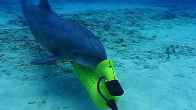 Cá heo chiến đấu của Mỹ. (Nguồn: extremetech.com)