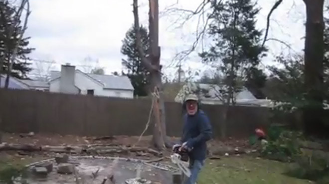 Cây đổ bị cưa đứt nửa thân bất ngờ bật dậy