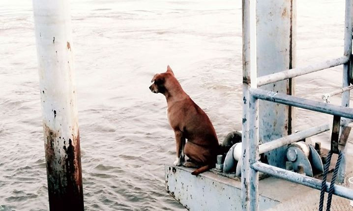 Bức ảnh cô chó đợi chủ thu hút hơn 10.000 lượt chia sẻ.