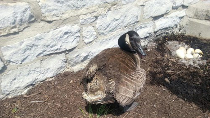 Câu chuyện của ngỗng mẹ là minh chứng cho tình mẫu tử thiêng liêng của động vật.