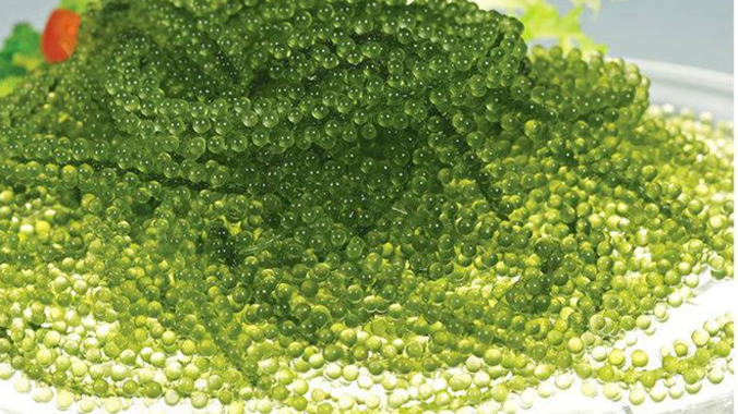 Rong nho được cho là có nhiều công dụng, giá bán trên thị trường phổ biến 150.000 đồng/kg. Ảnh: NVCC.