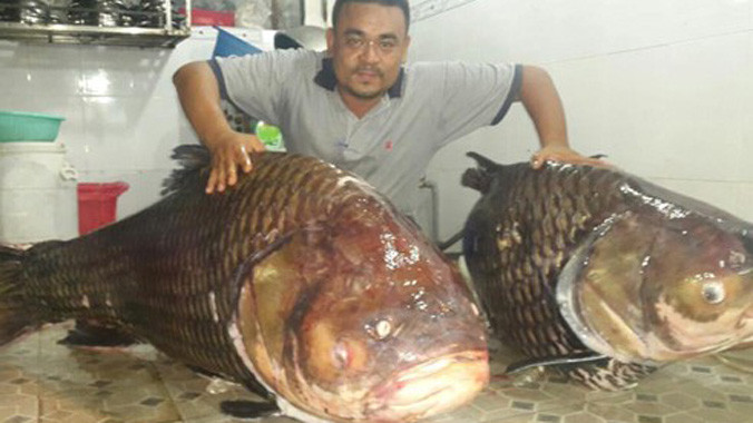 Cặp cá hô "khủng" vừa được vận chuyển từ Lào về Việt Nam.