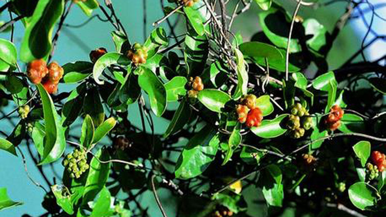 Ba kích là vị thuốc hỗ trợ và cải thiện hoạt động sinh dục cho nam giới.