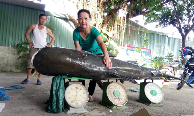 Cá khủng nặng gần 130 kg.