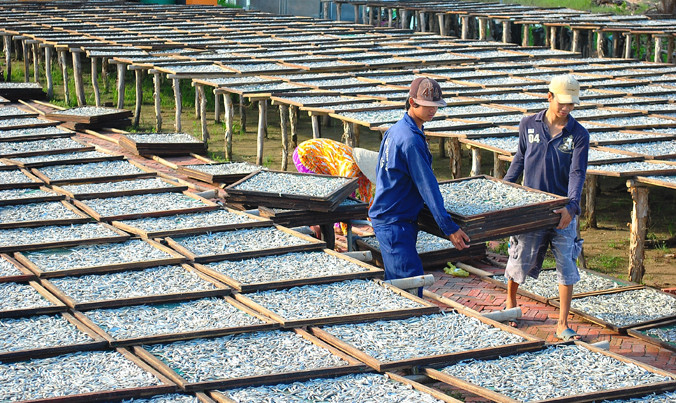 Gần 4 kg cá cơm tươi, luộc chín, phơi khô sẽ được 1 kg cá cơm khô xuất khẩu.