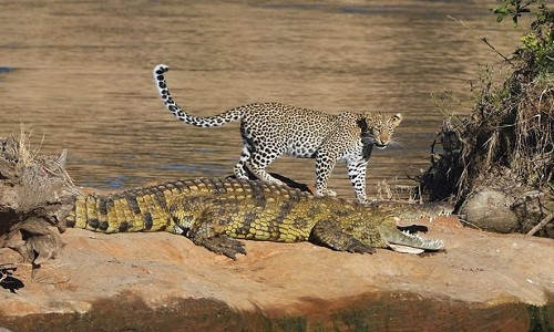 Báo đốm Romi tỏ ra hoàn toàn thoải mái và không bận tâm đến hàm răng sắc nhọn của con cá sấu, theo Mirror.