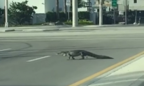 Cá sấu dạo bước trên đường phố sau bão lớn ở Mỹ