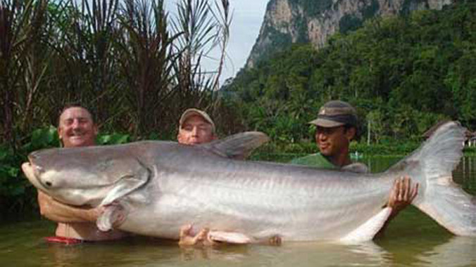 Dòng Mê Kông luôn hấp dẫn các tay câu từ khắp nơi trên thế giới vì có có nhiều cá "khổng lồ". Ảnh Sam.
