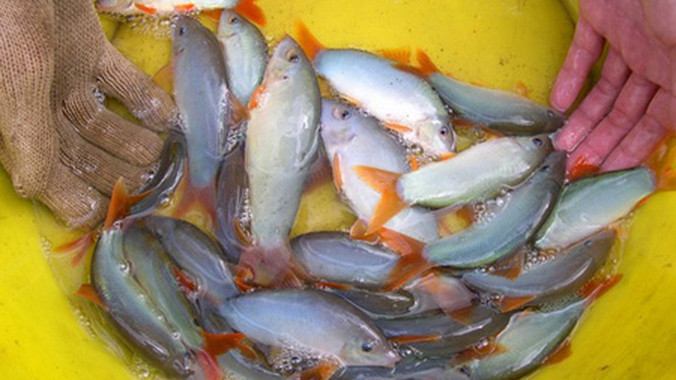 Cá “heo” nước ngọt thương phẩm. Ảnh: Ngọc Huyền.