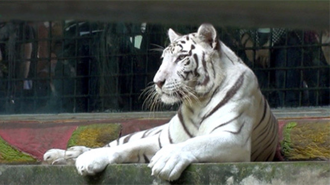 Chiêm ngưỡng loài hổ trắng cực hiếm tại Việt Nam