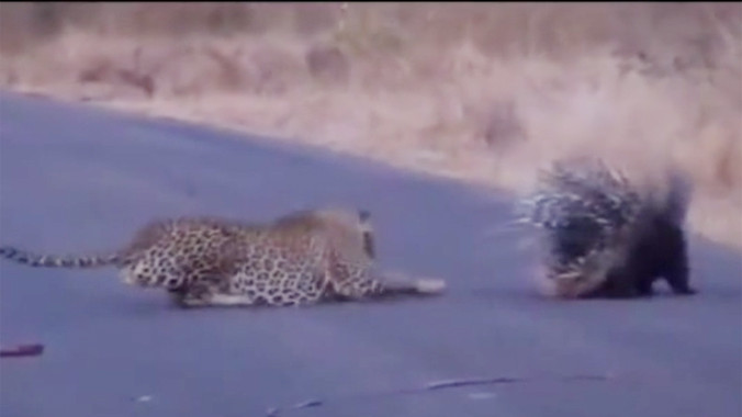 Báo gấm dùng tuyệt chiêu 'xuyên thủng' áo giáp của nhím