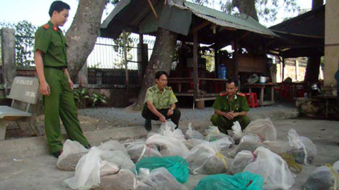 Số trăn bị nuôi, nhốt trái phép.