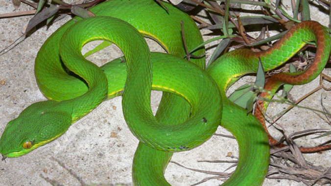 Chơi ngoài sân, bé 8 tuổi bị rắn lục cắn nhập viện