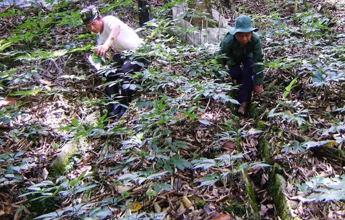 Nông dân trồng sâm Ngọc Linh có người trở thành đại gia với khối tài sản lên tới 500 tỷ đồng.