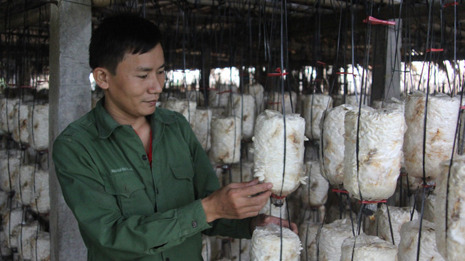 Anh Nguyễn Văn Duẩn chăm sóc vườn nấm của HTX.