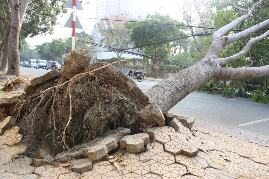 Phần gốc cây chỉ có rễ chùm nhỏ, không thấy rễ cọc.