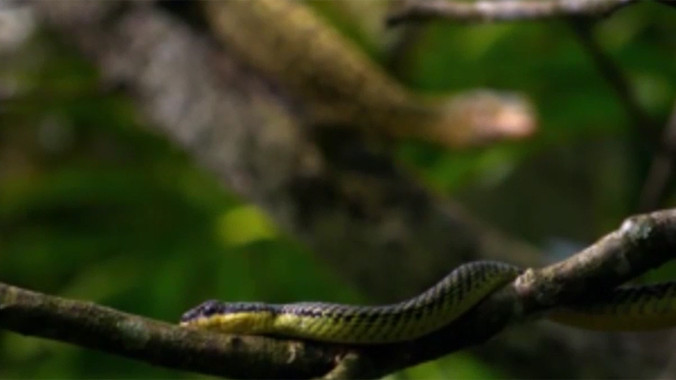 Kinh ngạc rắn bay giữa không trung