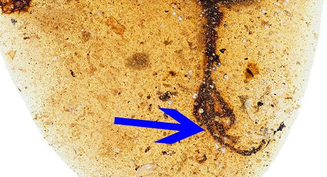 Hình ảnh hổ phách lưu giữ hoá thạch loài chim có ngón chân dài bất thường.