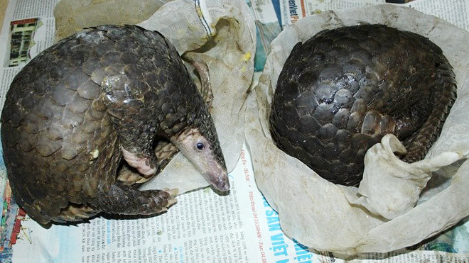 Hai cá thể tê tê sống được phát hiện.