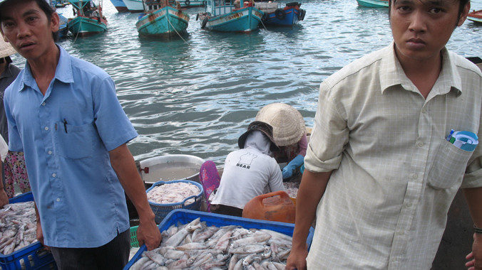 Mực về cảng ở Kiên Giang không đưa về niềm vui. Ảnh: Sáu Nghệ