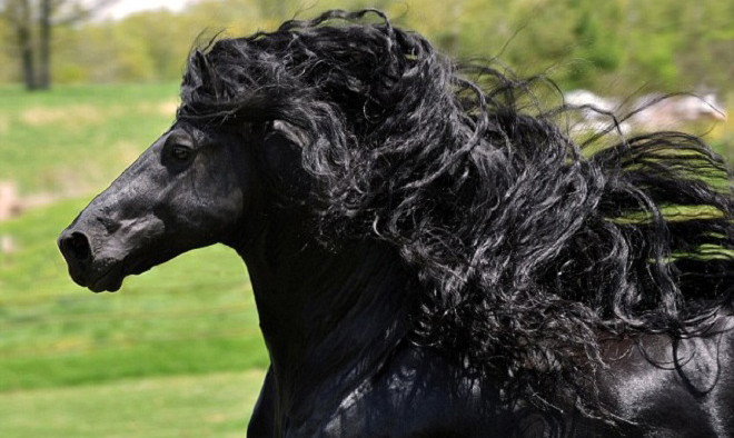 Theo San Francisco Globe, con ngựa được đặt tên theo vị vua trị vì nước Phổ từ năm 1740 đến 1786.