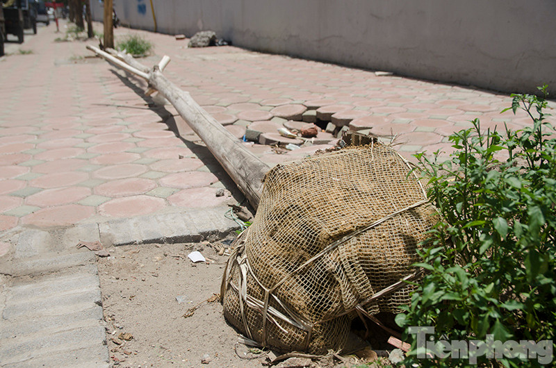 Trước đó, theo phản ánh của người dân khoảng 40 cây xanh trên phố Trần Bình, Nguyễn Hoàng (Hà Nội) bị chết khô, cả đoạn phố dài hơn 100 mét không có bóng mát.