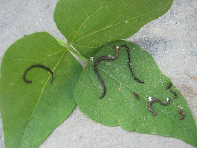 Sinh vật lạ xuất hiện trong khu vực xã Quỳnh Hoa. Ảnh: Zing