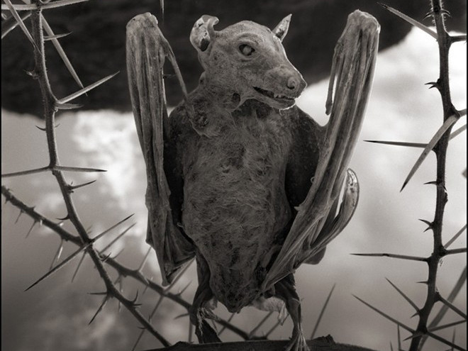 Những xác động vật hóa đá trong hồ tử thần