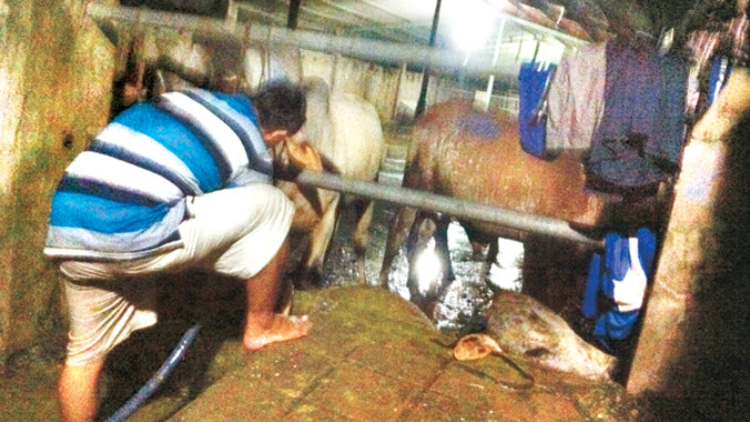 Út bơm nước cho bò, bên cạnh là một con bò bị sặc nước gục xuống, đầu đập vào nền xi măng.