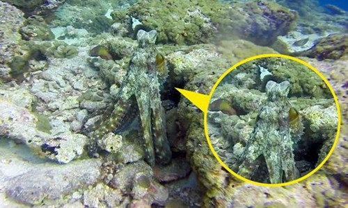 Rất khó phát hiện con bạch tuộc đang ẩn mình dưới đáy biển. Ảnh: Mirror.