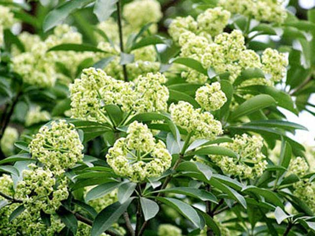 Ngửi mùi hoa sữa nhiều có hại không?