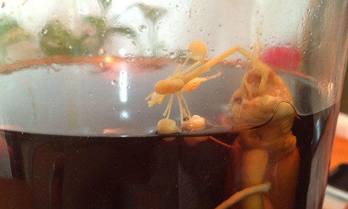 Nhân sâm ngâm rượu nở hoa. Ảnh: Xinhua