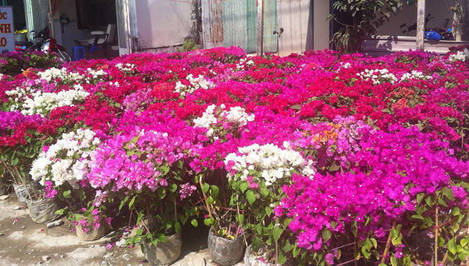 Đoạn đường Nguyễn Văn Cừ rực rỡ hoa giấy.