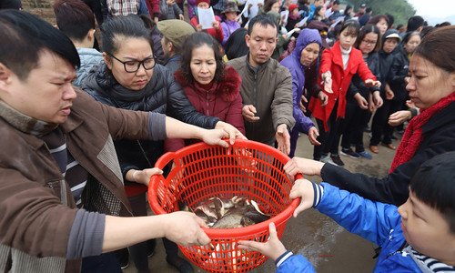 Hơn 5 tấn cá được phóng sinh xuống sông Hồng. Ảnh: VnExpress.