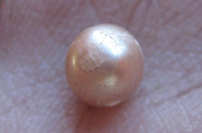 Viên ngọc trai tự nhiên 2.000 năm tuổi cực hiếm được tìm thấy ở Australia. Ảnh: Discovery.