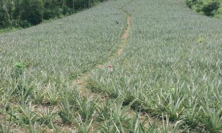 Bà Nguyệt bị sét đánh tử vong trong lúc đang trú mưa trên chòi canh dứa.