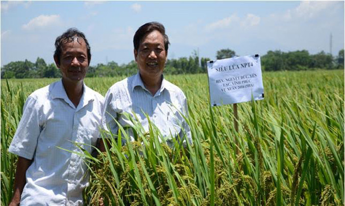 Nhờ ứng dụng kỹ thuật hạt nhân, Việt Nam có siêu lúa NPT4 năng suất cao, chất lượng tốt (Trong ảnh: lúa NPT4 được trồng trong vụ Xuân năm 2016 ở tỉnh Vĩnh Phúc). Ảnh: N.H.Q.