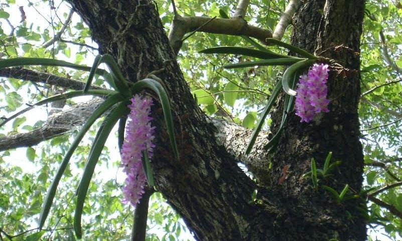 Lan rừng trong khu bảo tồn lan rộng 2 ha.