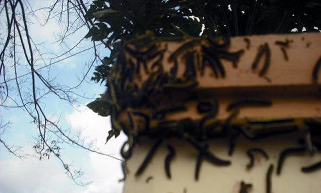 Sâu xanh bám đầy cổng một ngôi nhà. Ảnh; Thanh Niên.