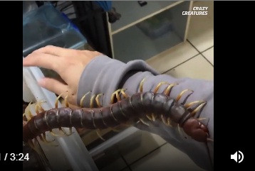 Nhát cắn tử thần của rết khổng lồ Nam Mỹ