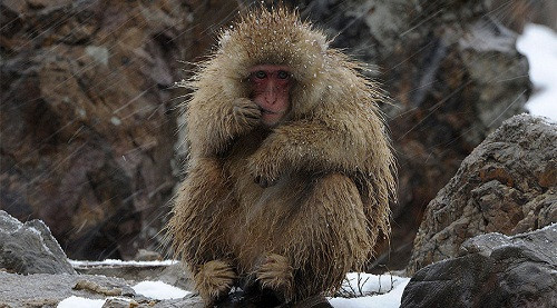 Khỉ tuyết Nhật Bản. Ảnh: Reuters