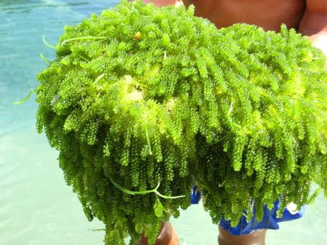 Có giá đắt đỏ, rong nho vẫn được nhiều người tiêu dùng săn đón. 