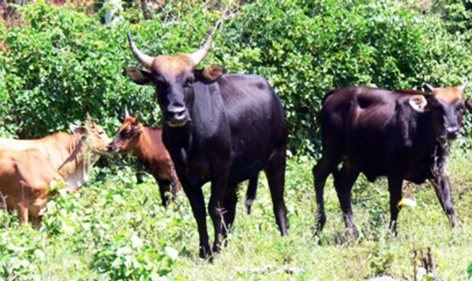 Mừng hơn bắt được vàng, lần đầu tiên lai tạo được bò tót thế hệ F2