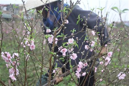 Đào nở rộ, người dân đứt ruột “phá”… vườn trước Tết