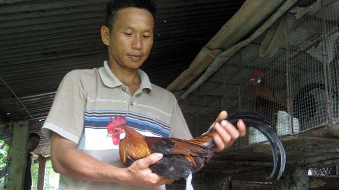 Gà rừng có giá 1-1,5 triệu đồng/cặp.